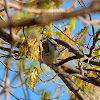 Blackpoll Warbler