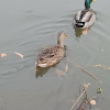 Molted Duck
