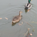 Molted Duck