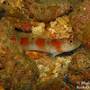 Flagtail Shrimpgoby