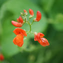Scarlet runner bean flowers