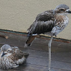 Brush Stone Curlew