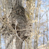 Oak Tree Burl (aka burr or bur)