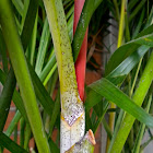 Sealing Wax Palm