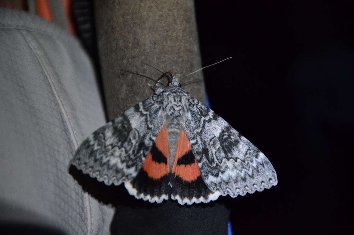 Aholibah Underwing Moth