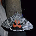 Aholibah Underwing Moth