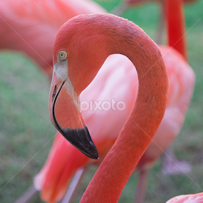 by Ben Liu - Animals Birds