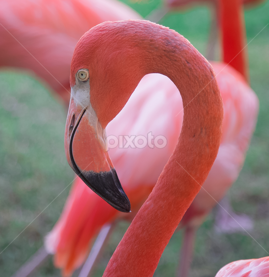 by Ben Liu - Animals Birds