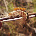 Tussock moth caterpillar