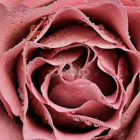 by Jane Bjerkli - Flowers Single Flower