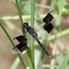 Band-winged Dragonlet (male)