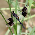 Band-winged Dragonlet (male)