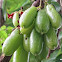 cucumber tree or tree sorrel