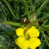 Yellow Sundrops