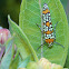 Ailanthus Webworm Moth