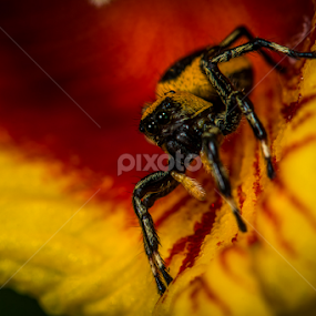 Jumping Spider by Scott Trageser - Animals Insects & Spiders