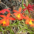 Fire-Star Orchid