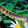 Asteroid Caterpillar (purple)