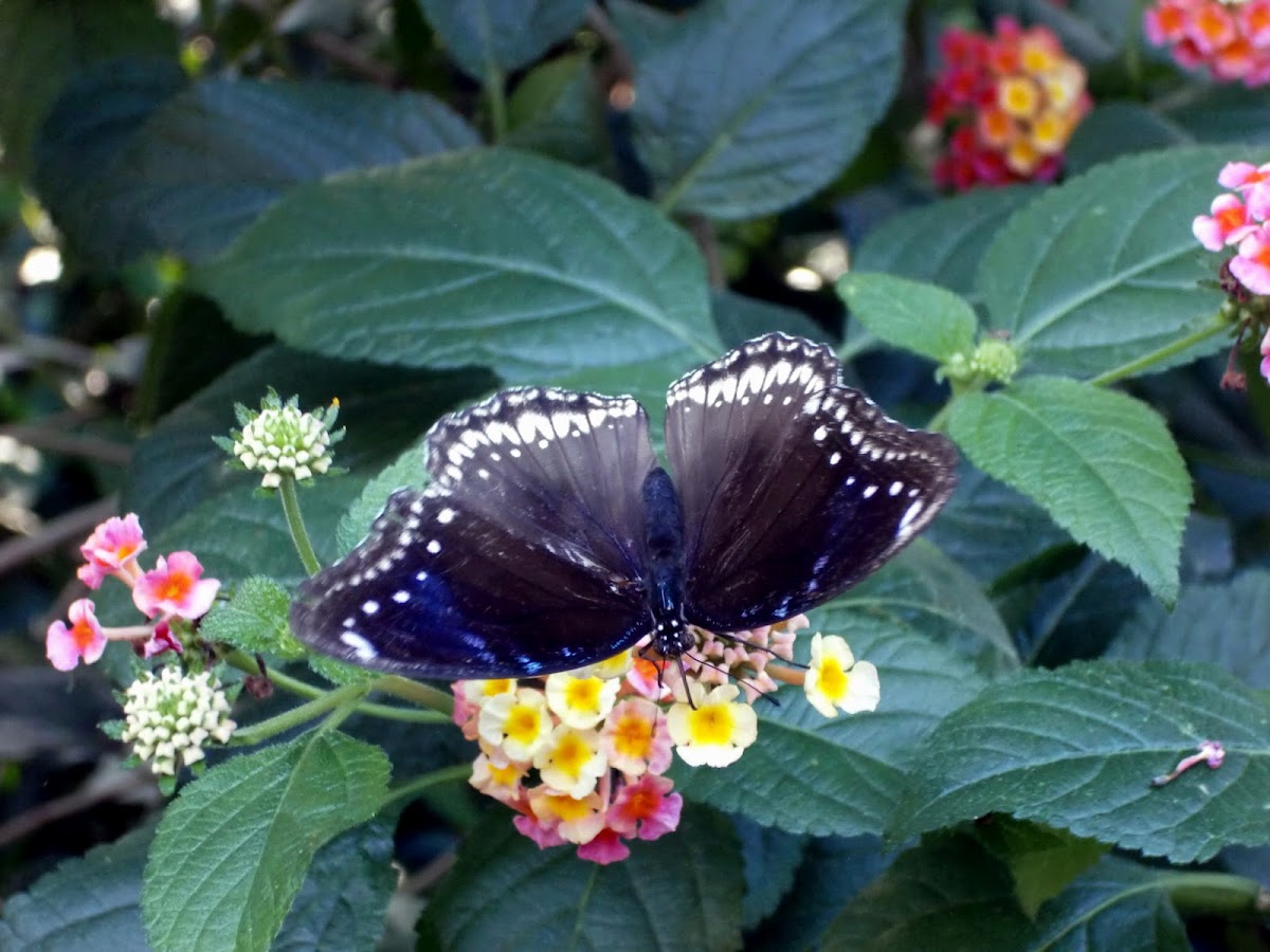 Blue Moon Butterfly (The Great Eggfly)