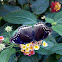 Blue Moon Butterfly (The Great Eggfly)