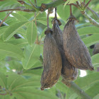 Kapok, Silk-cotton Tree