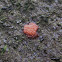 Red raspberry slime