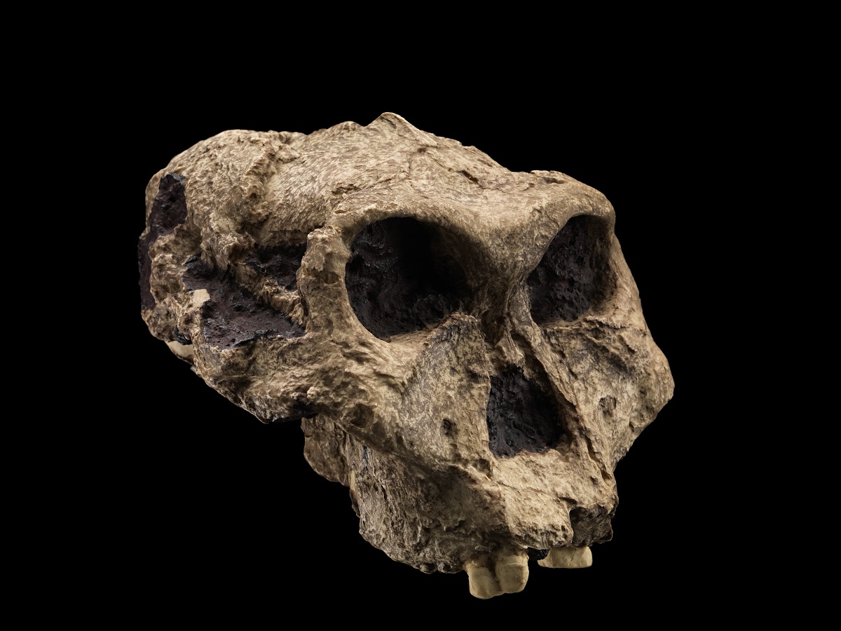 国立自然史博物館 トランスヴァール博物館 Google Arts Culture