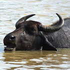 Asian buffalo, Asiatic buffalo,Wild Asian buffalo