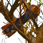 The Squirrel Cuckoo Bird, Piscua