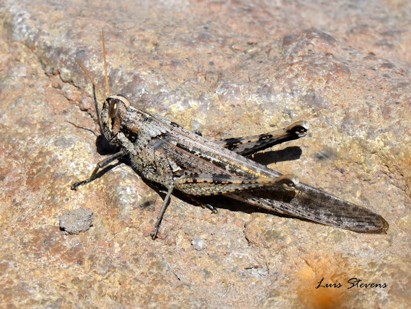 Gray Bird Grasshopper | Project Noah