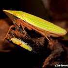 Leafhopper