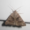 Clover Looper Moth