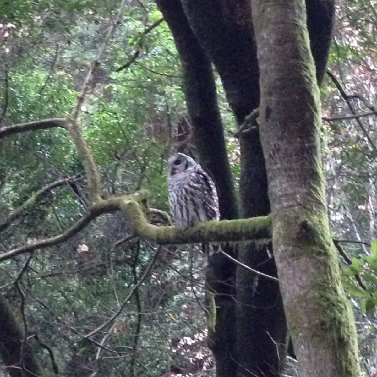 Northern Spotted Owl Project Noah