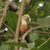 Malabar White-headed Starling