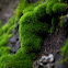 unidentified Moss