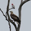 White-bellied Sea-Eagle (young adult) & Galah