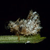 Debris-carrying lacewing nymph