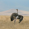 Common Masai Ostrich