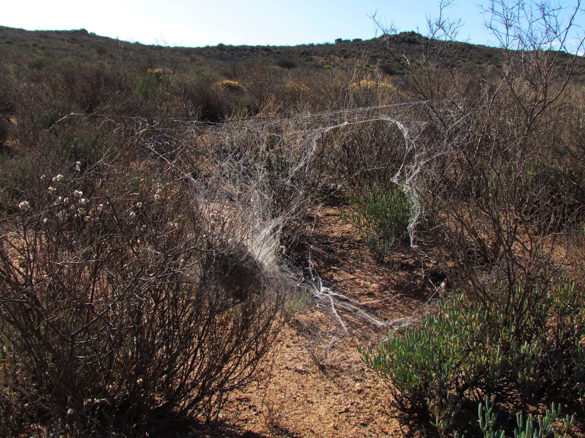 Community Nest Spiderweb