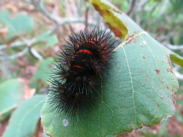 Giant leopard moth caterpillar | Project Noah