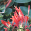 Velvet Honeysuckle, Uruguayan firecracker plant or hummingbird plant