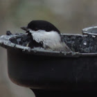 Carolina Chickadee