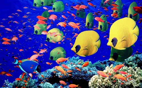 Fish Wallpaper Screenshots 0