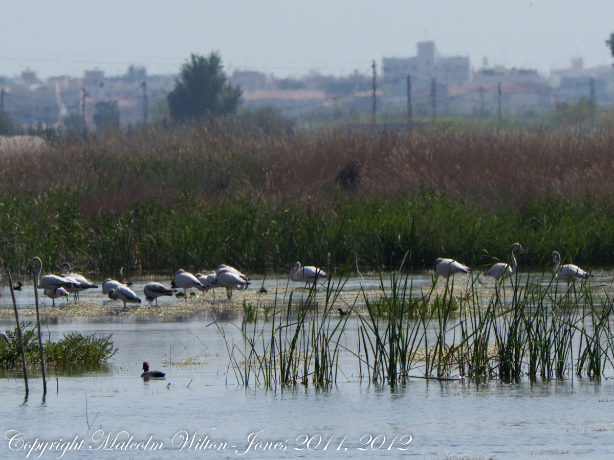 Greater Flamingo; Flamenco