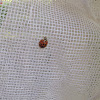 Multicolored Asian Lady Beetle