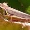 Sagebrush grasshopper