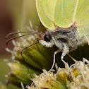 Gonepteryx rhamni