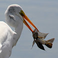 Egrets and Herons of the Caribbean