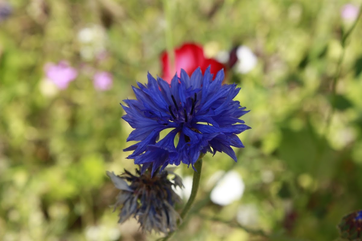 Cornflower