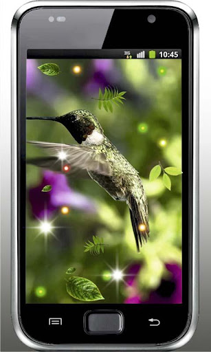 Kolibri Cute HD Photo LWP